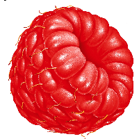 Rraspberry Png Image PNG Image