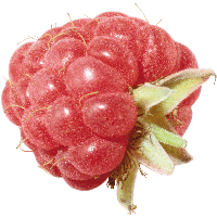 Rraspberry Png Image PNG Image