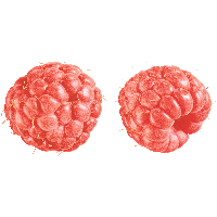 Rraspberry Png Image PNG Image