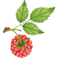 Rraspberry Png Image