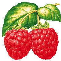 Rraspberry Png Image