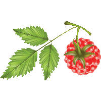 Rraspberry Png Image