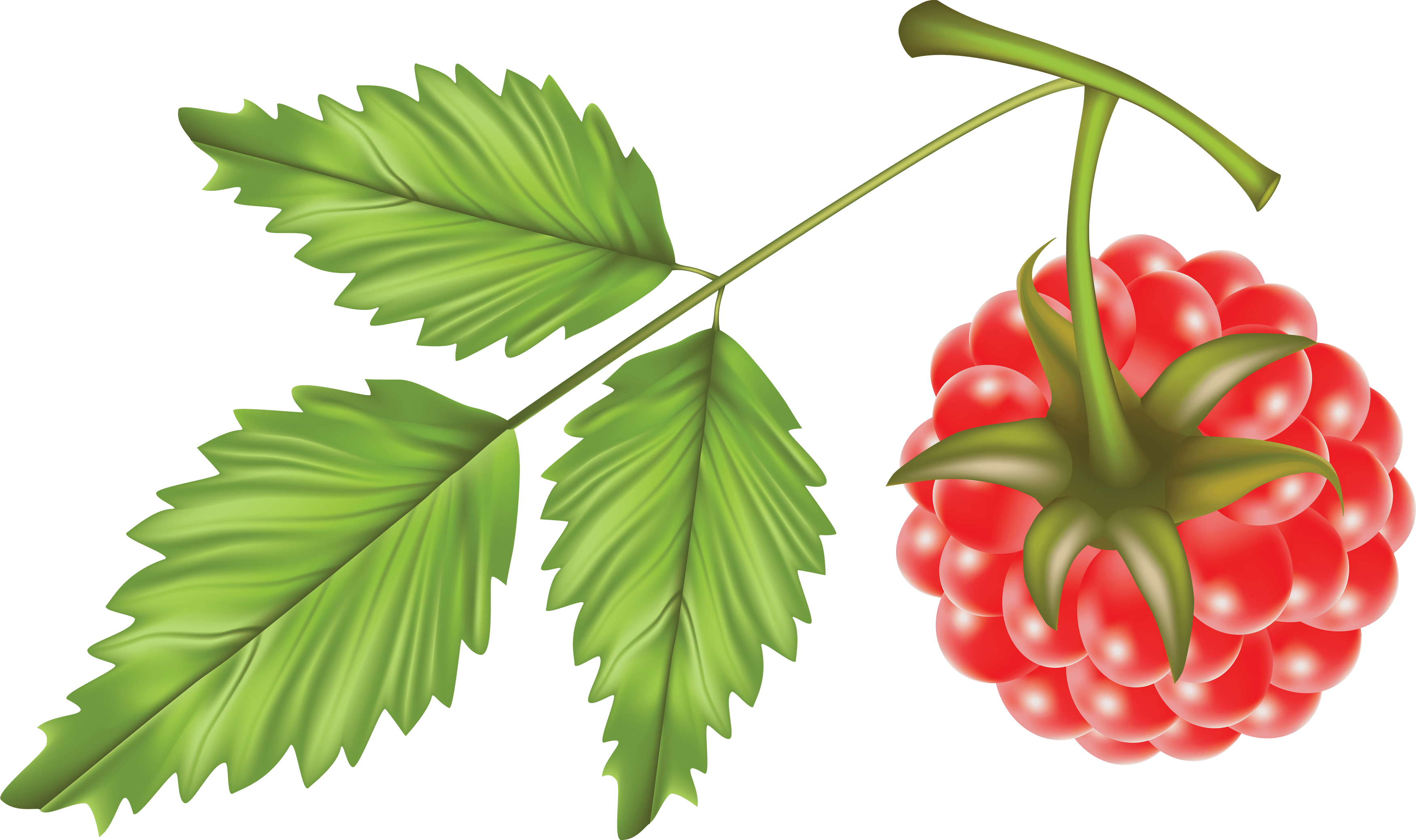 Rraspberry Png Image PNG Image