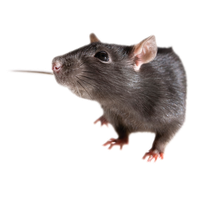 Rat Free Download Png PNG Image