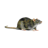 Rat Transparent Background PNG Image