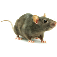 Rat Hd PNG Image