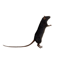 Rat Image PNG Image