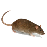 Rat Transparent Image PNG Image