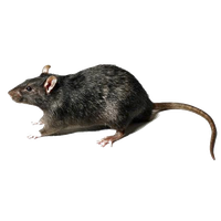 Rat Transparent PNG Image