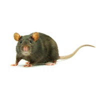 Rat Clipart PNG Image