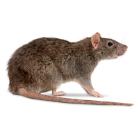 Rat File PNG Image