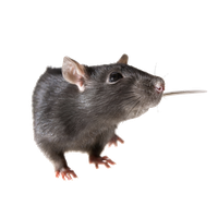 Rat PNG Image