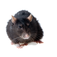 Rat Photos PNG Image