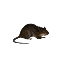 Rat Png Image PNG Image