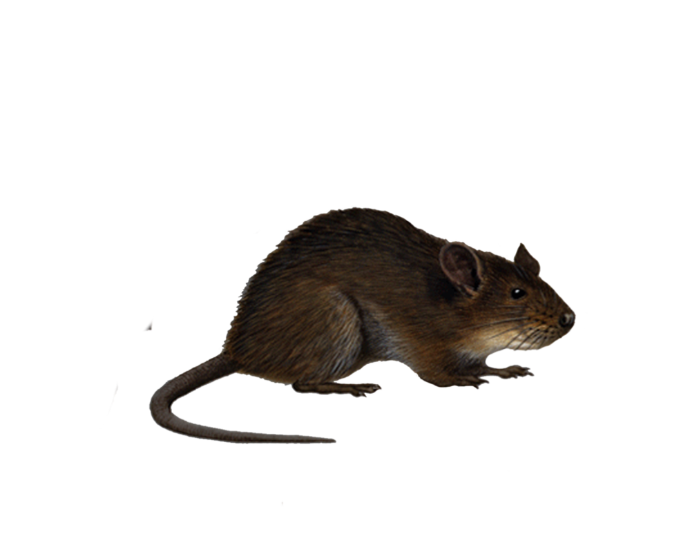 Rat Png Image Transparent PNG Image