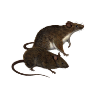 Rat Png Clipart PNG Image