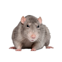 Rat Png Picture PNG Image