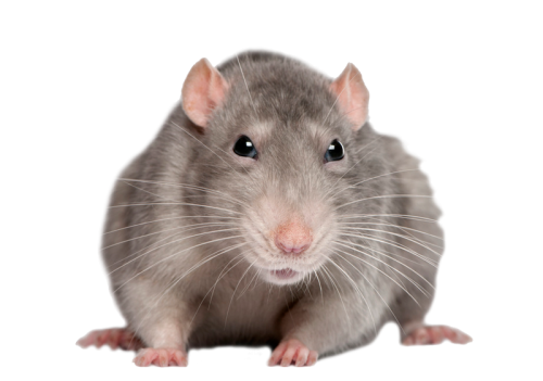 Rat Png Picture PNG Image