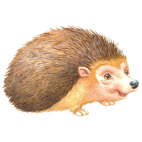 Porcupine Rodent European Domesticated Hedgehog Free Download PNG HD PNG Image