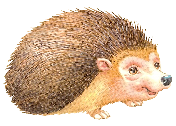 Porcupine Rodent European Domesticated Hedgehog Free Download PNG HD PNG Image
