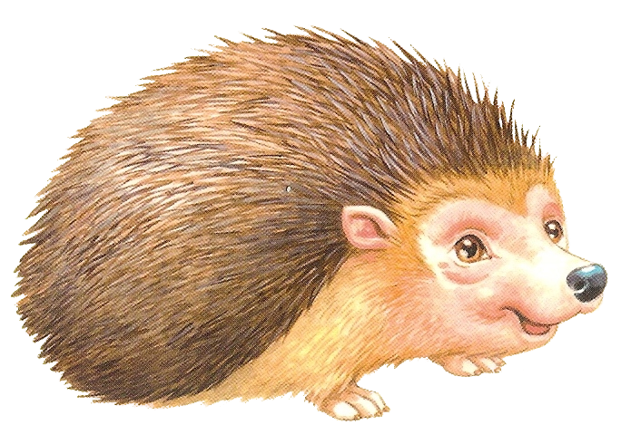 Porcupine Rodent European Domesticated Hedgehog Free Download PNG HD Transparent PNG Image