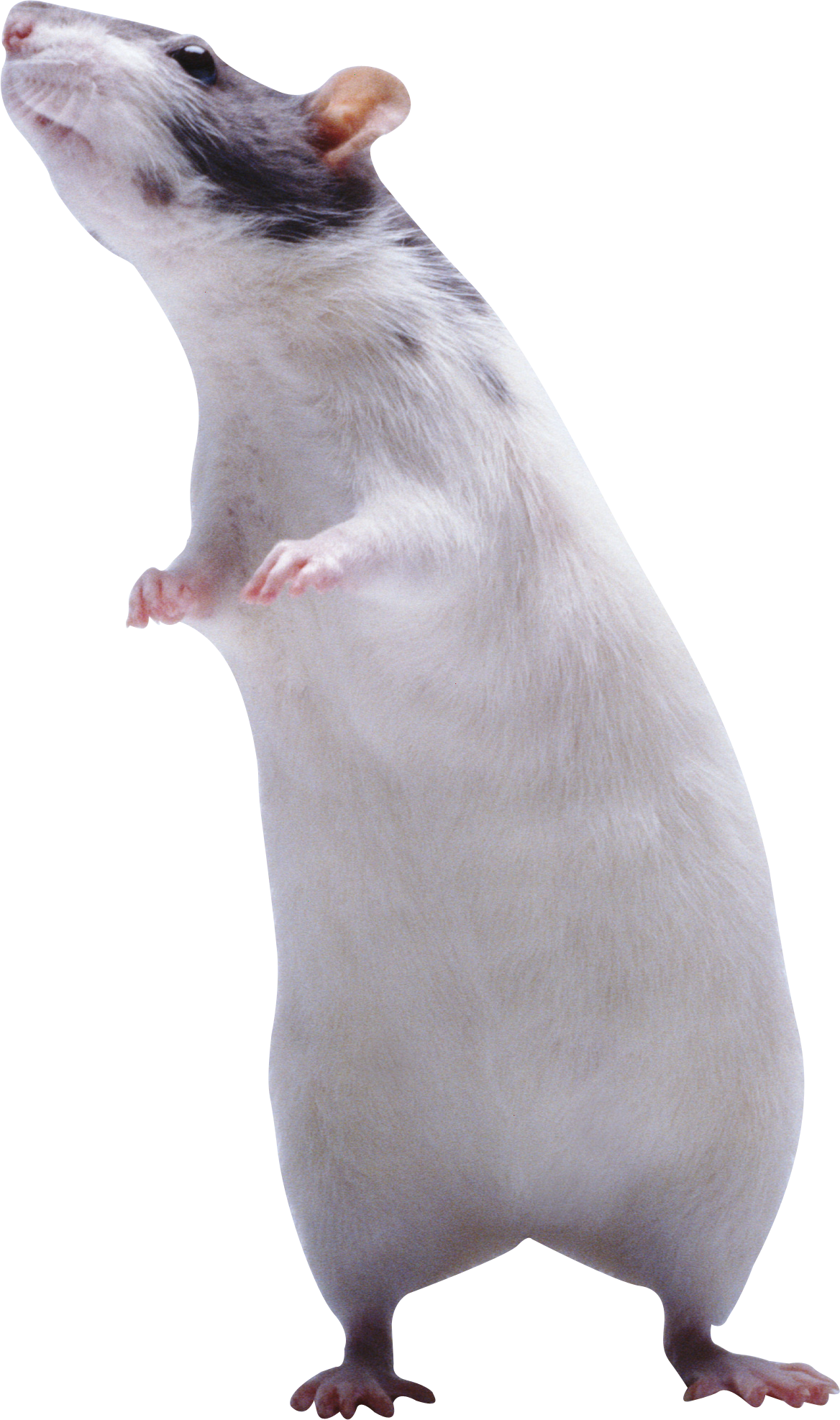 Mouse rat Transparent PNG Image