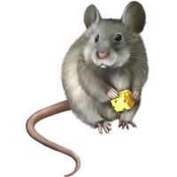 Mouse rat PNG