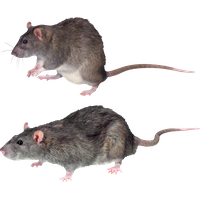 Mouse rat Transparent PNG Image