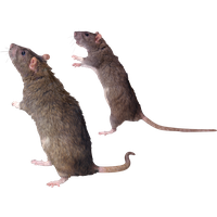 Mouse rat Transparent PNG Image