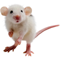 Mouse rat Transparent PNG Image