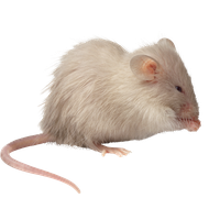 Mouse rat PNG