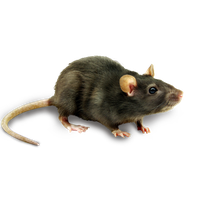 Mouse rat PNG