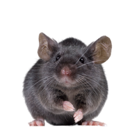 Mouse rat PNG