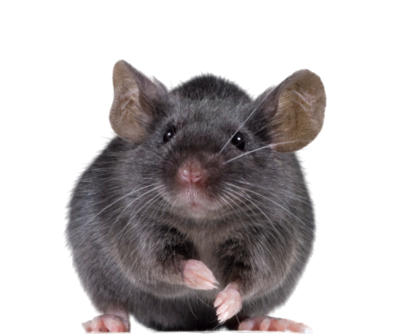 Mouse rat Transparent PNG Image