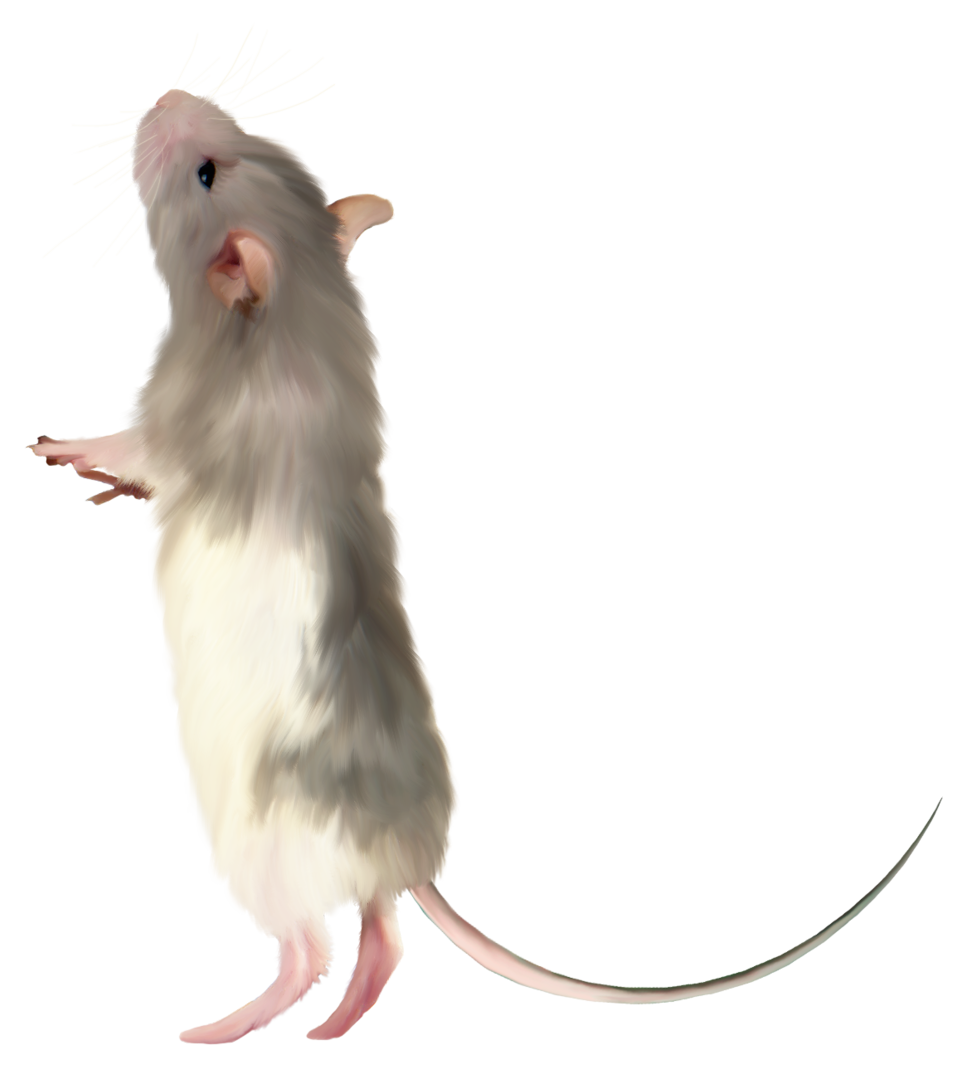 Mouse rat Transparent PNG Image