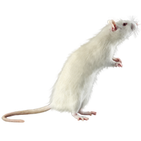 Mouse rat Transparent PNG Image
