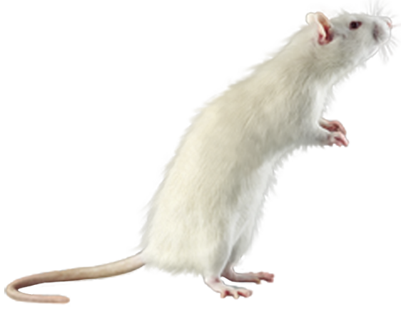 Mouse rat Transparent PNG Image