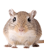 Mouse rat Transparent PNG Image