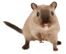 Mouse rat Transparent PNG Image