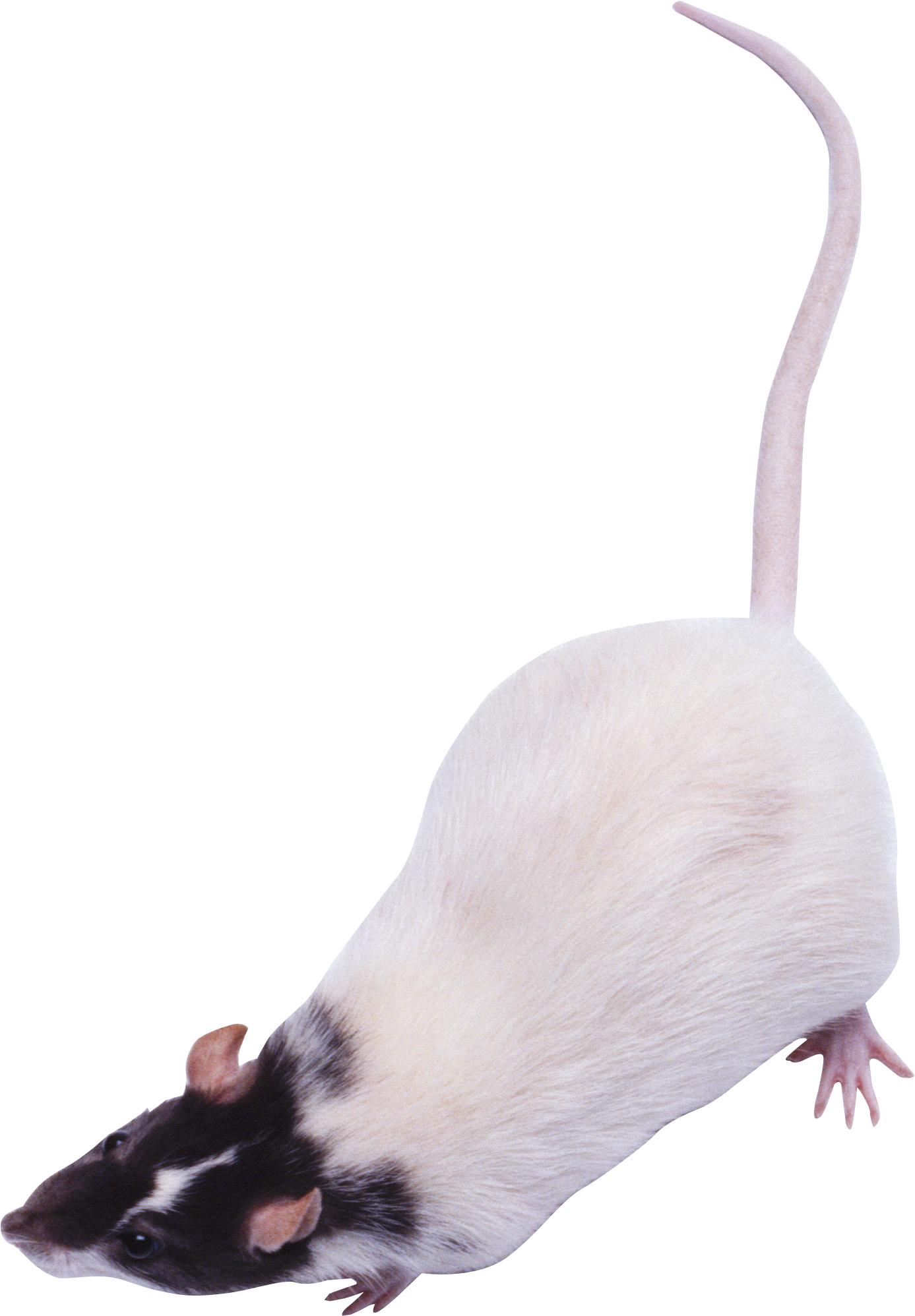 Mouse rat Transparent PNG Image