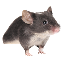 Mouse rat Transparent PNG Image