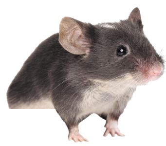 Mouse rat Transparent PNG Image