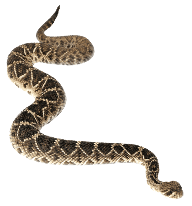 Rattlesnake Picture Transparent PNG Image