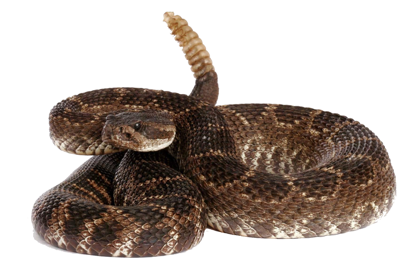 Rattlesnake Free Download Png PNG Image