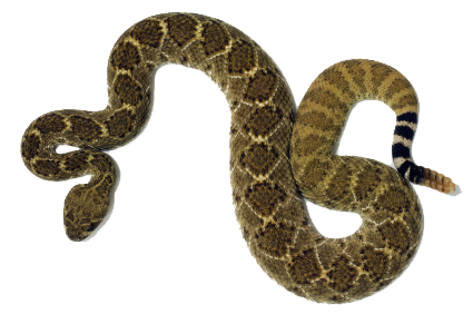Rattlesnake Png Clipart PNG Image