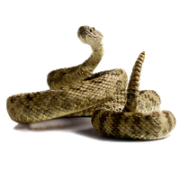 Rattlesnake Png Picture Transparent HQ PNG Download | FreePNGImg