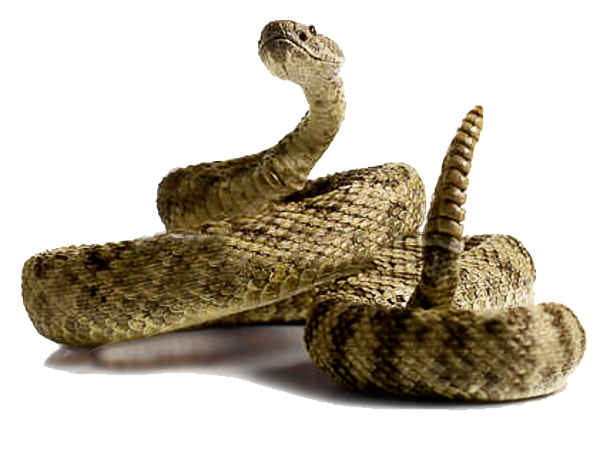 Rattlesnake Png Picture PNG Image