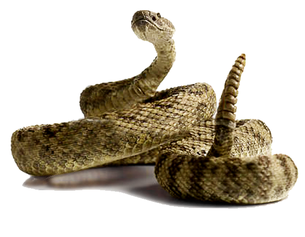 Rattlesnake Png Picture Transparent PNG Image