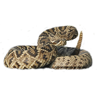 Download Rattlesnake Free Download Png HQ PNG Image | FreePNGImg