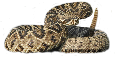 Rattlesnake Png Image PNG Image